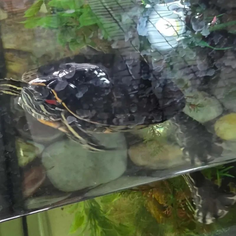 Onekawa-Turtle (1)